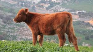 Rambam laws of Parah Adumah red calf Jewish
